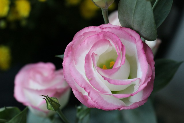 Welke bloemen te geven voor een eerste afspraakje?